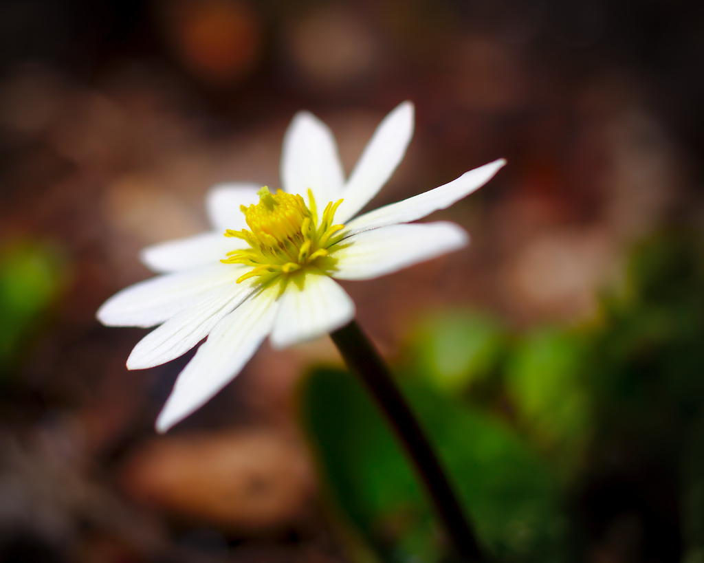 White Marsh Marigold